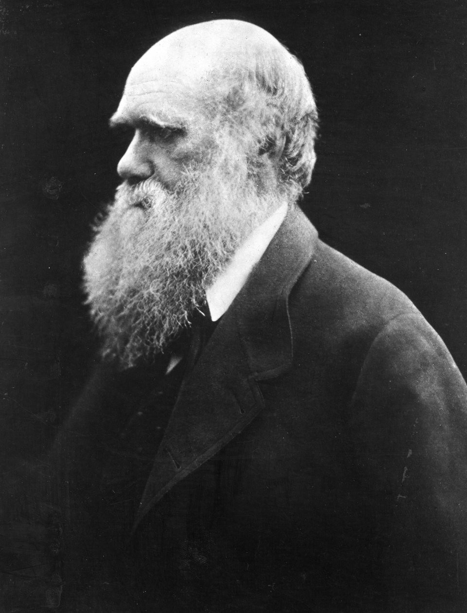 Charles Darwin, c.1870 - Julia Margaret Cameron