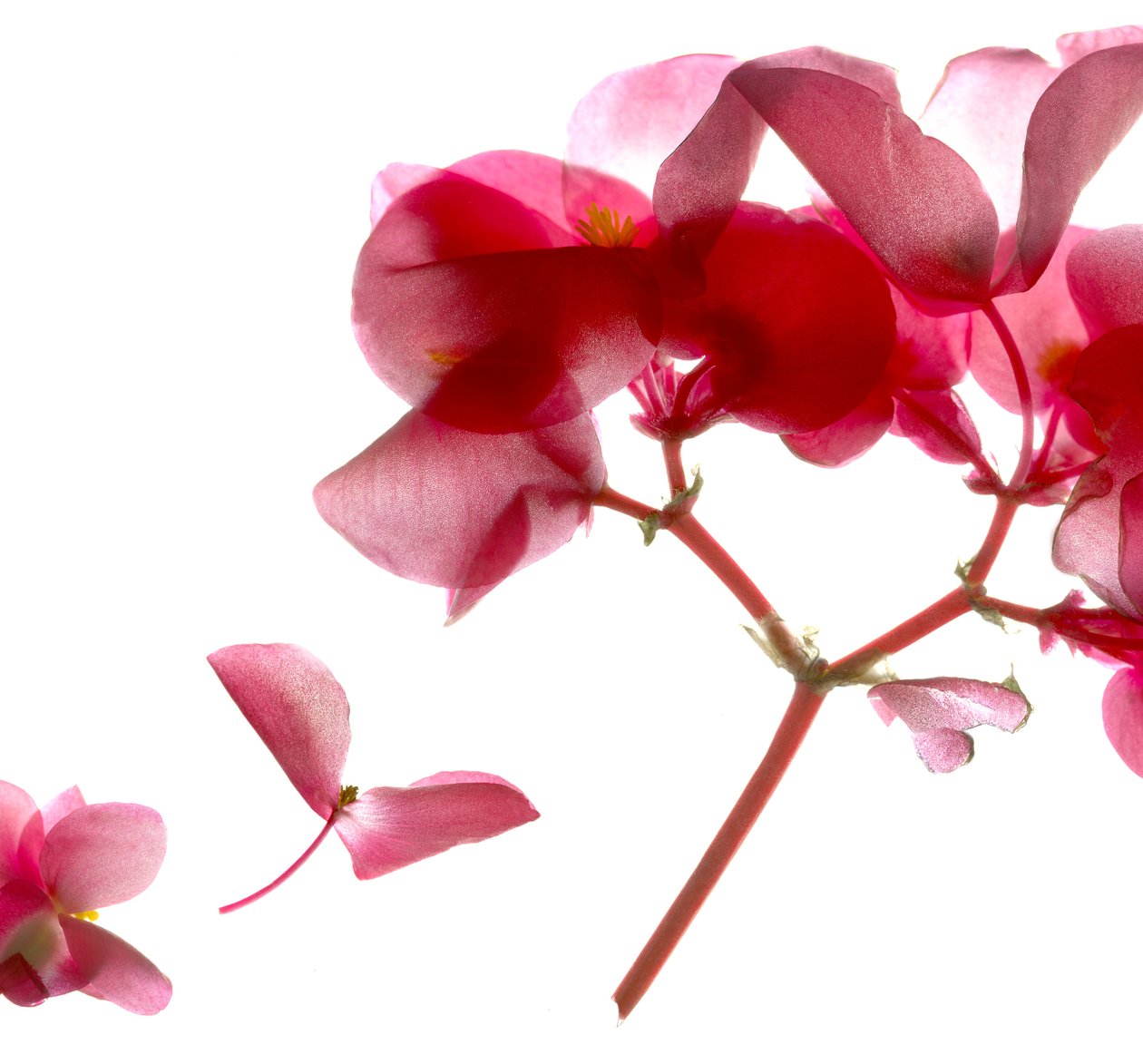 Bégonia Rose VII - Julia McLemore