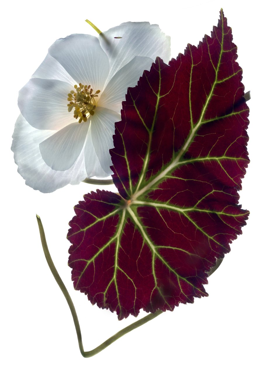 Bégonia blanc - Julia McLemore