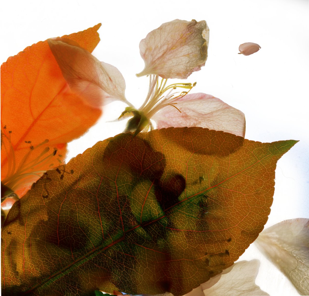 Pommier en fleurs I, 2014 - Julia McLemore