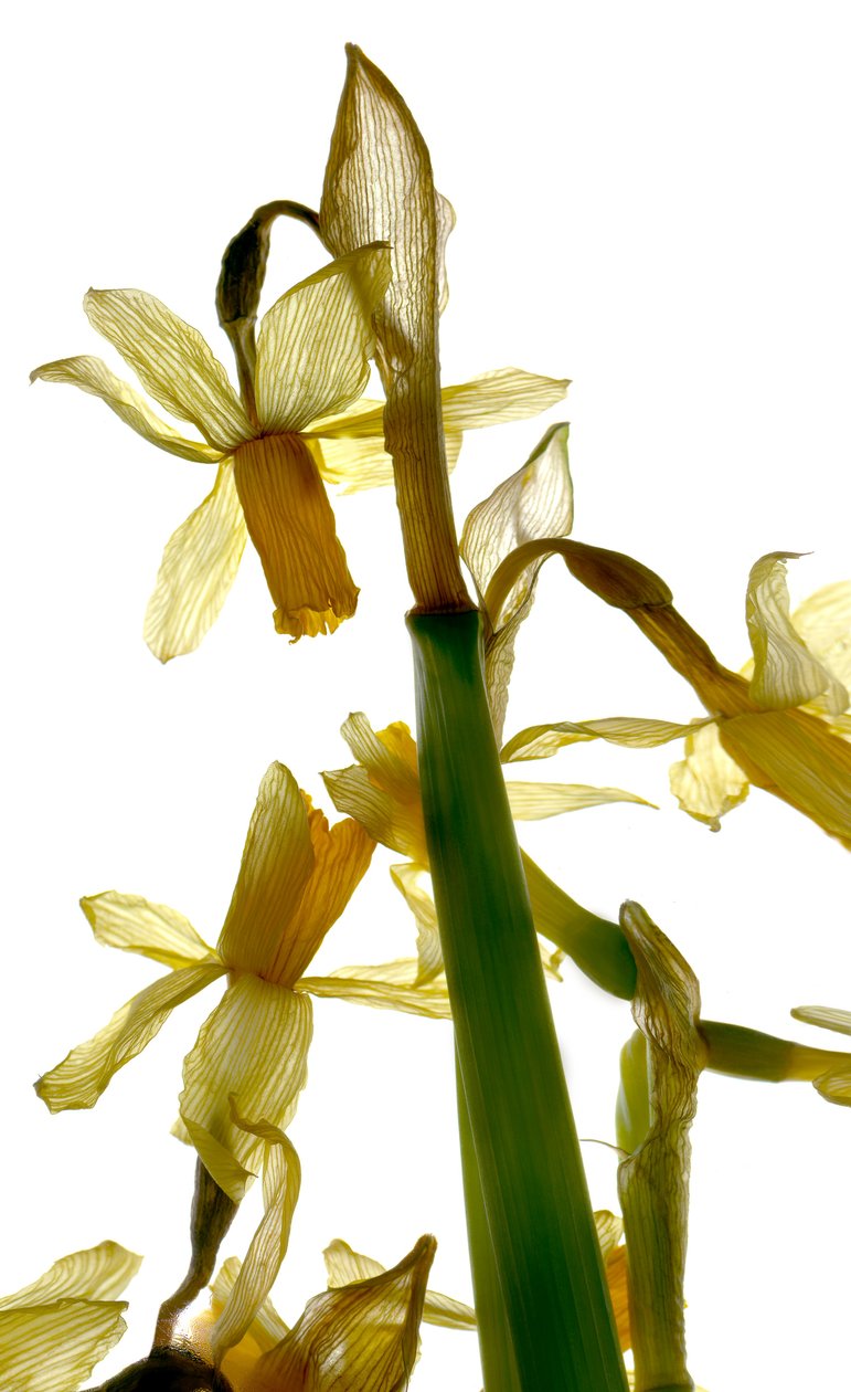 Stand de Jonquilles - Julia McLemore