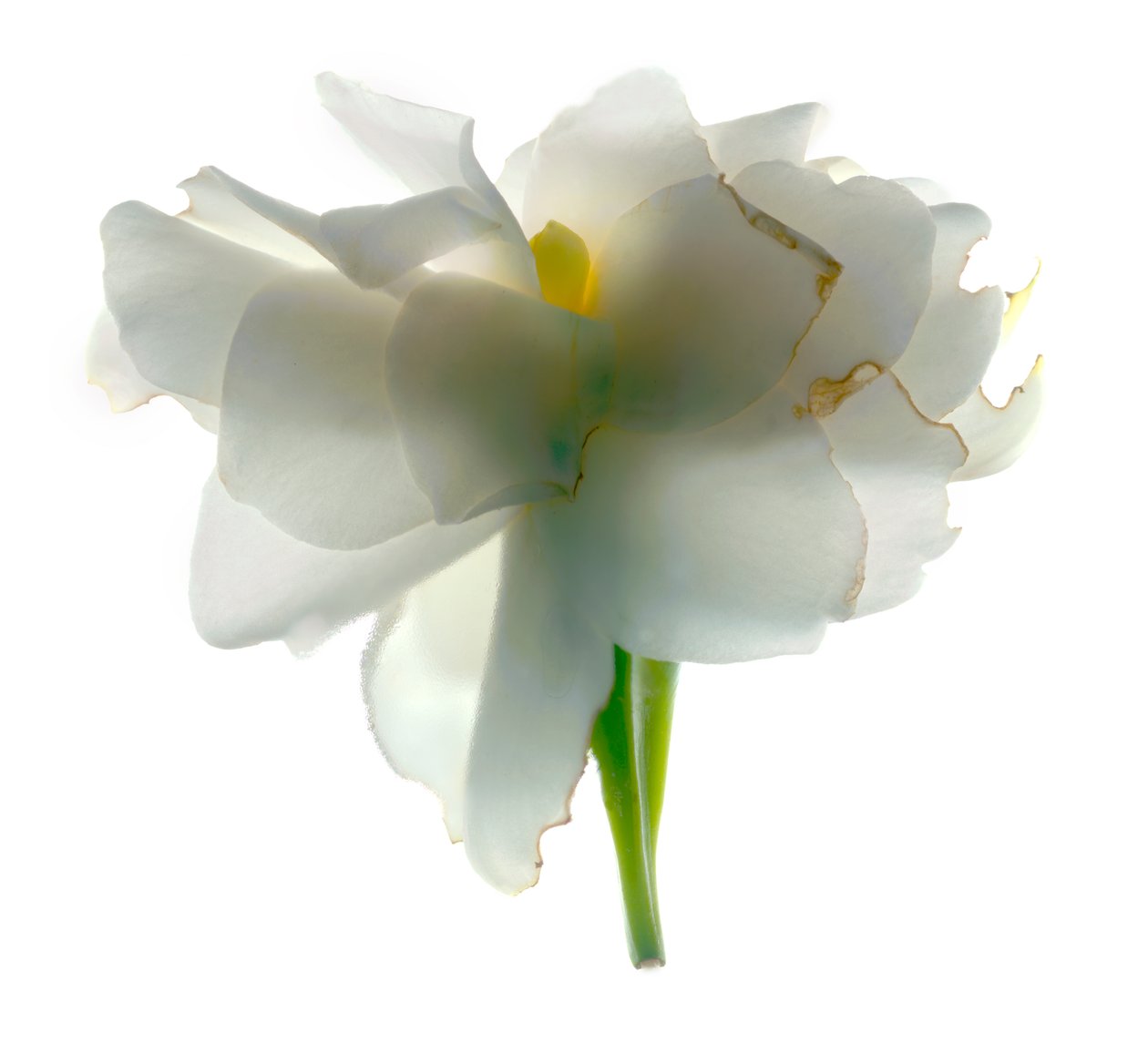 Gardenia Float, 2011, (photogramme numérique, impression numérique originale) - Julia McLemore