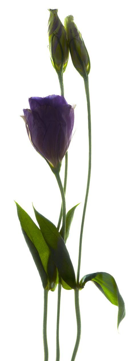 Duo de lisianthus - Julia McLemore
