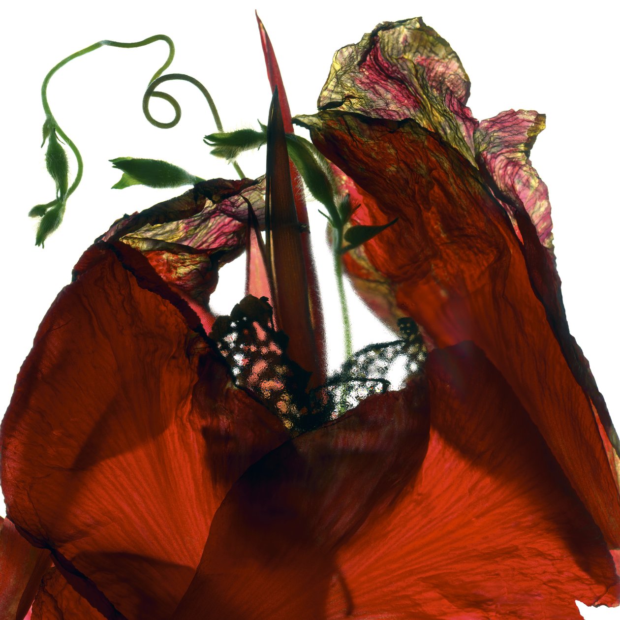 Gloire du matin Canna Rouge - Julia McLemore