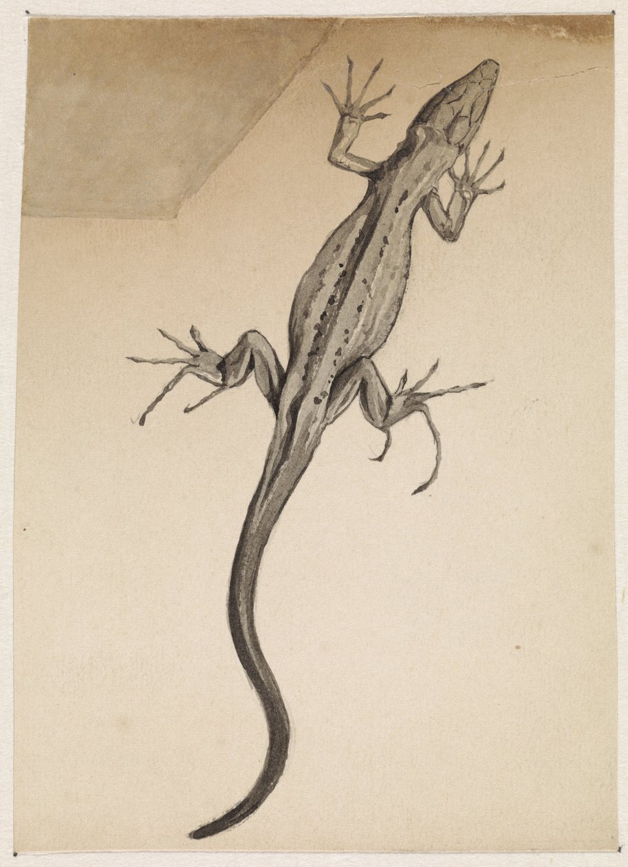 Lézard - Julie de Graag