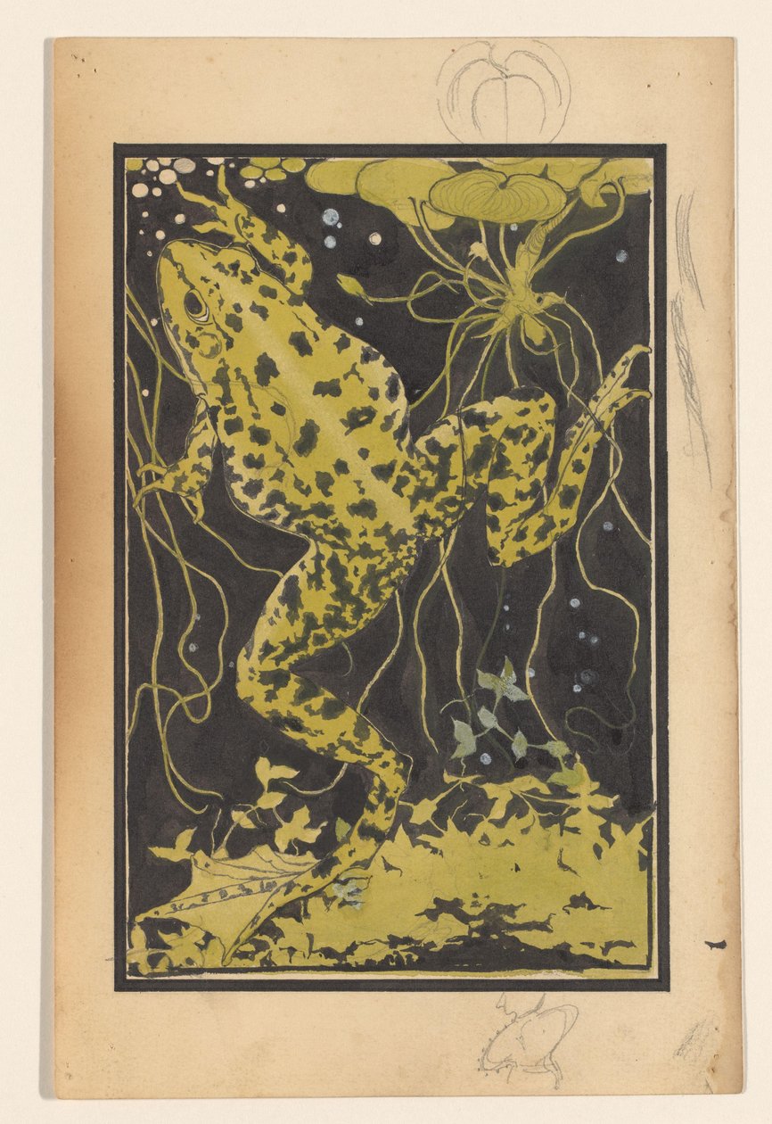 Grenouille dans l