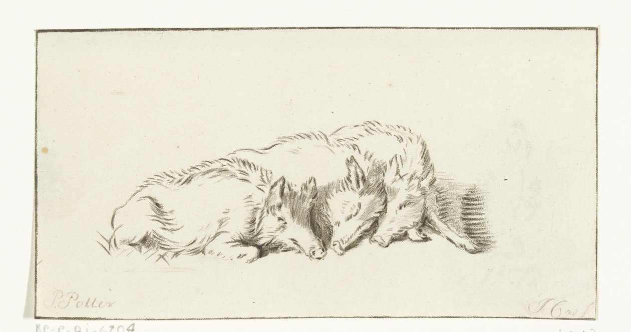 Trois cochons couchés - Jurriaan Cootwijck