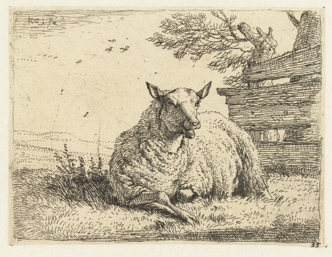 Mouton près d