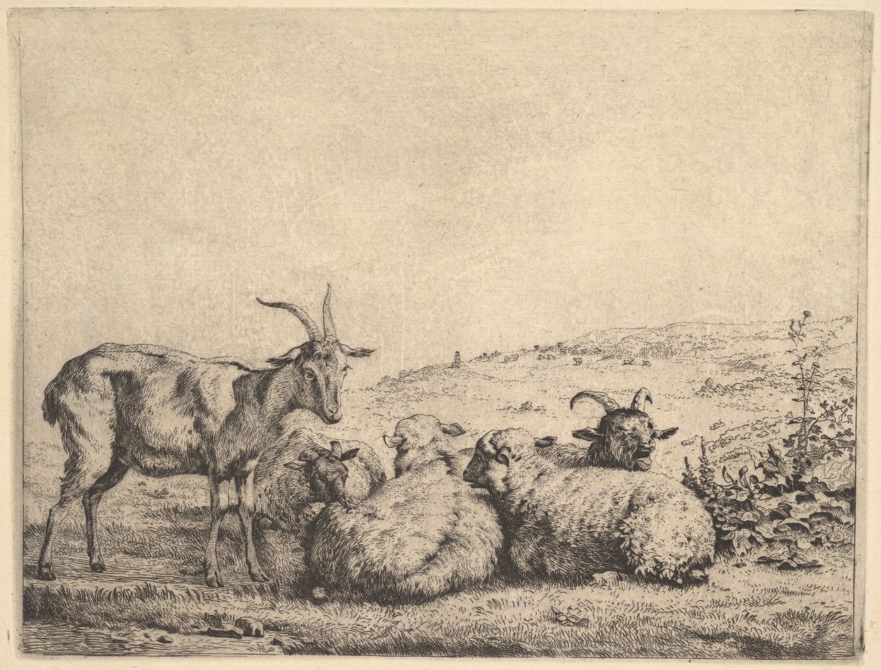 Deux chèvres et trois moutons, 1655 - Karel Du Jardin