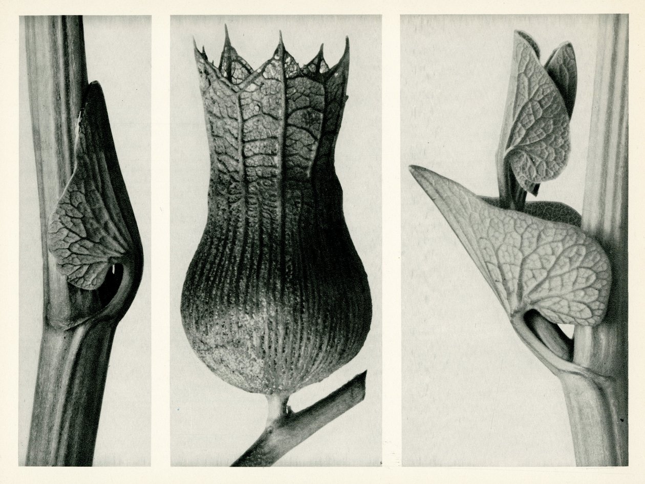 Aristolochia Clematitis. 1929 (photogravure) - Karl Blossfeldt