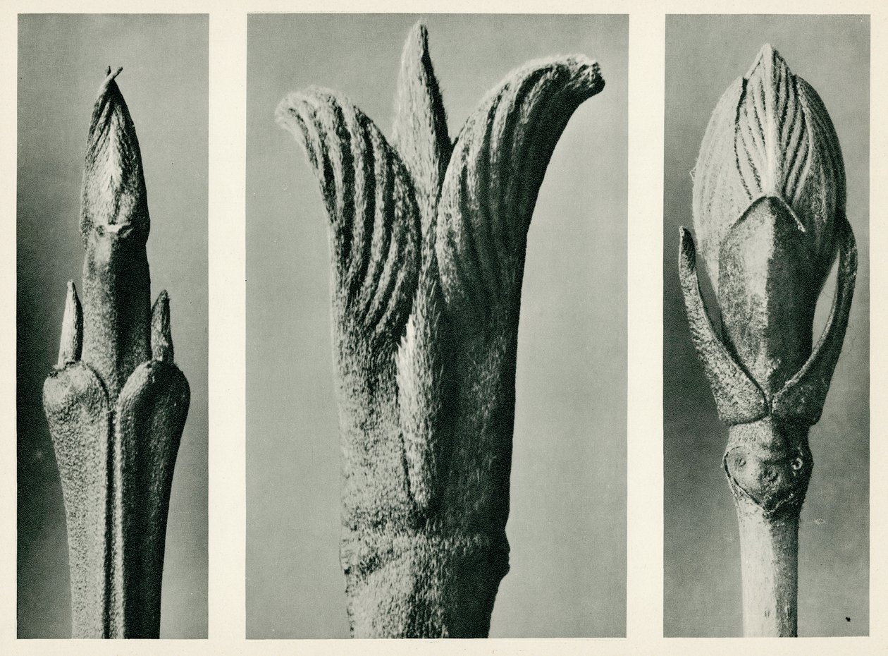 Cornus Brachypoda, 1929 - Karl Blossfeldt