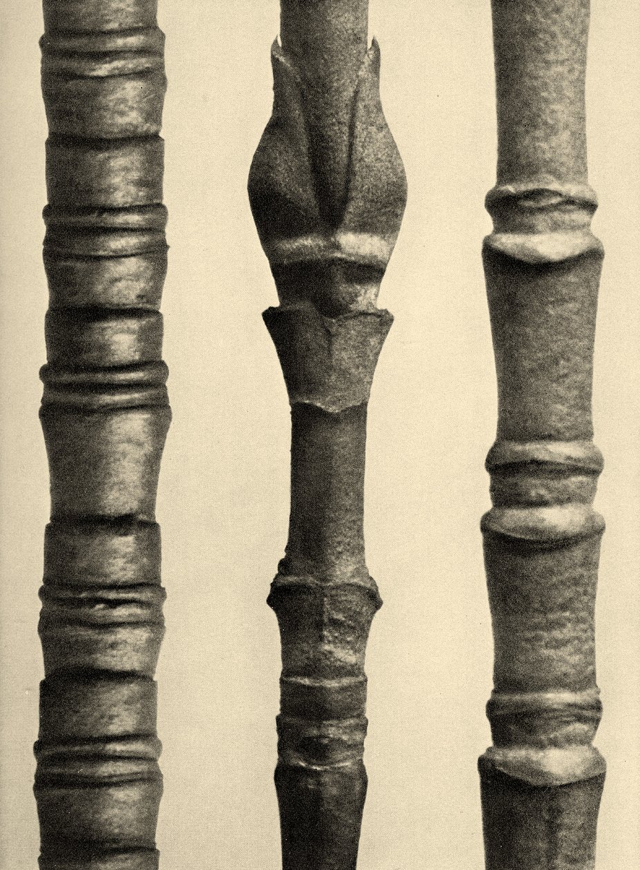 Cornus Nuttallii 1929 - Karl Blossfeldt