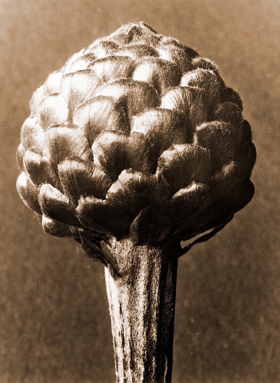 Cynara cardunculus 1929 - Karl Blossfeldt