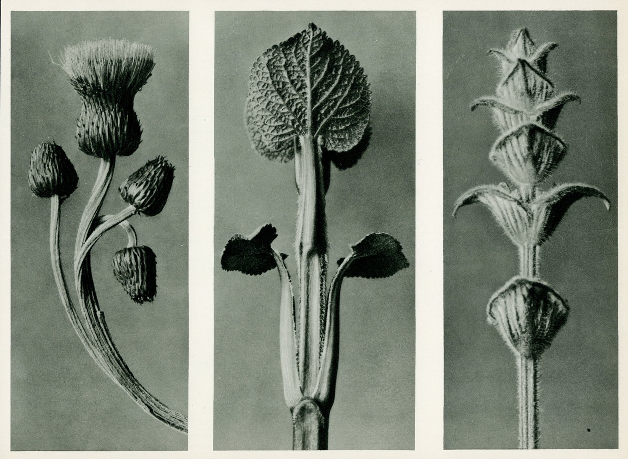 Étude de trois espèces de plantes, 1929 (photogravure) - Karl Blossfeldt