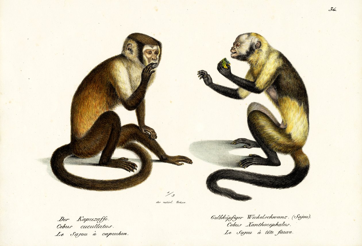 Singe capucin, 1824 - Karl Joseph Brodtmann