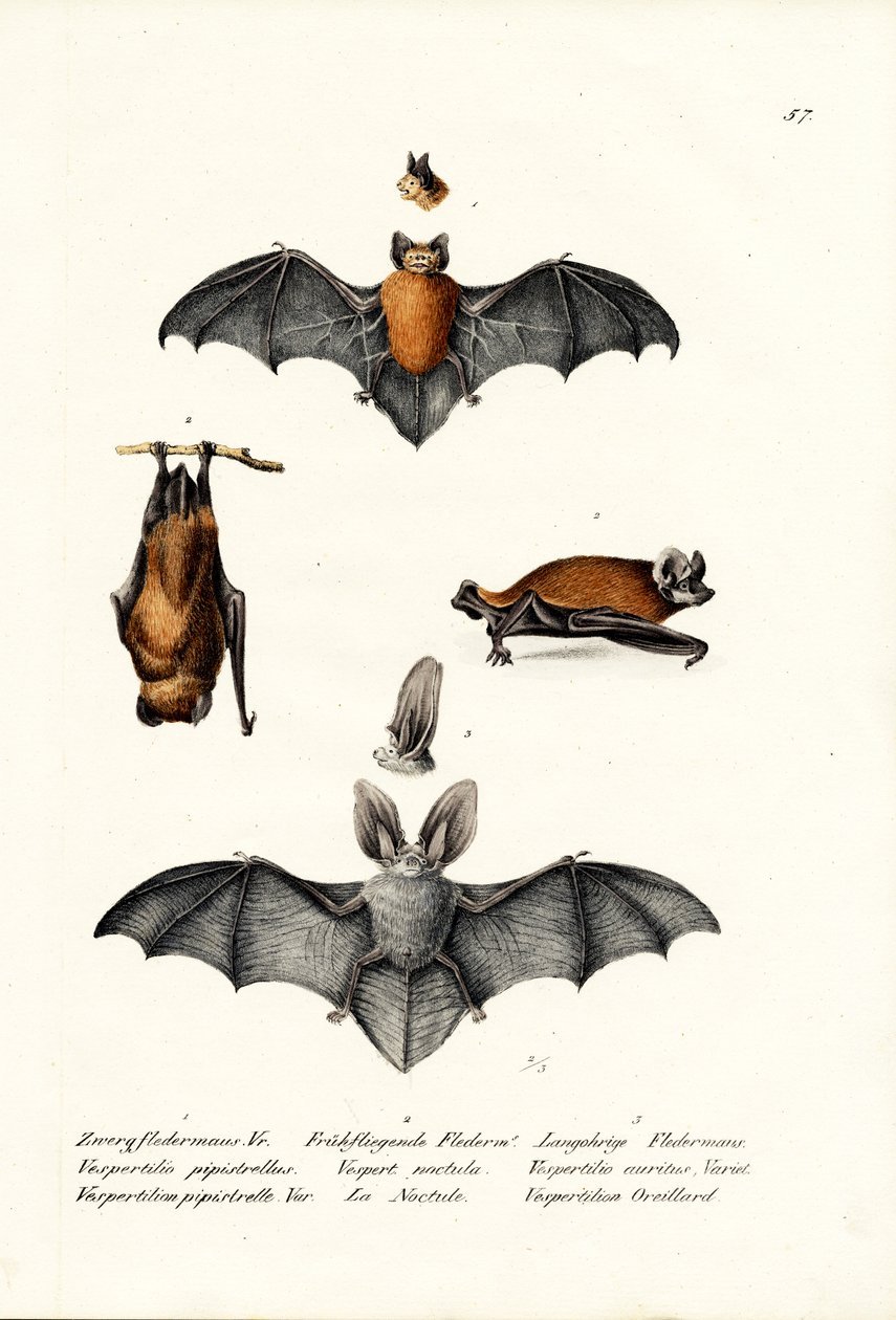 Pipistrelle commune, 1824 - Karl Joseph Brodtmann