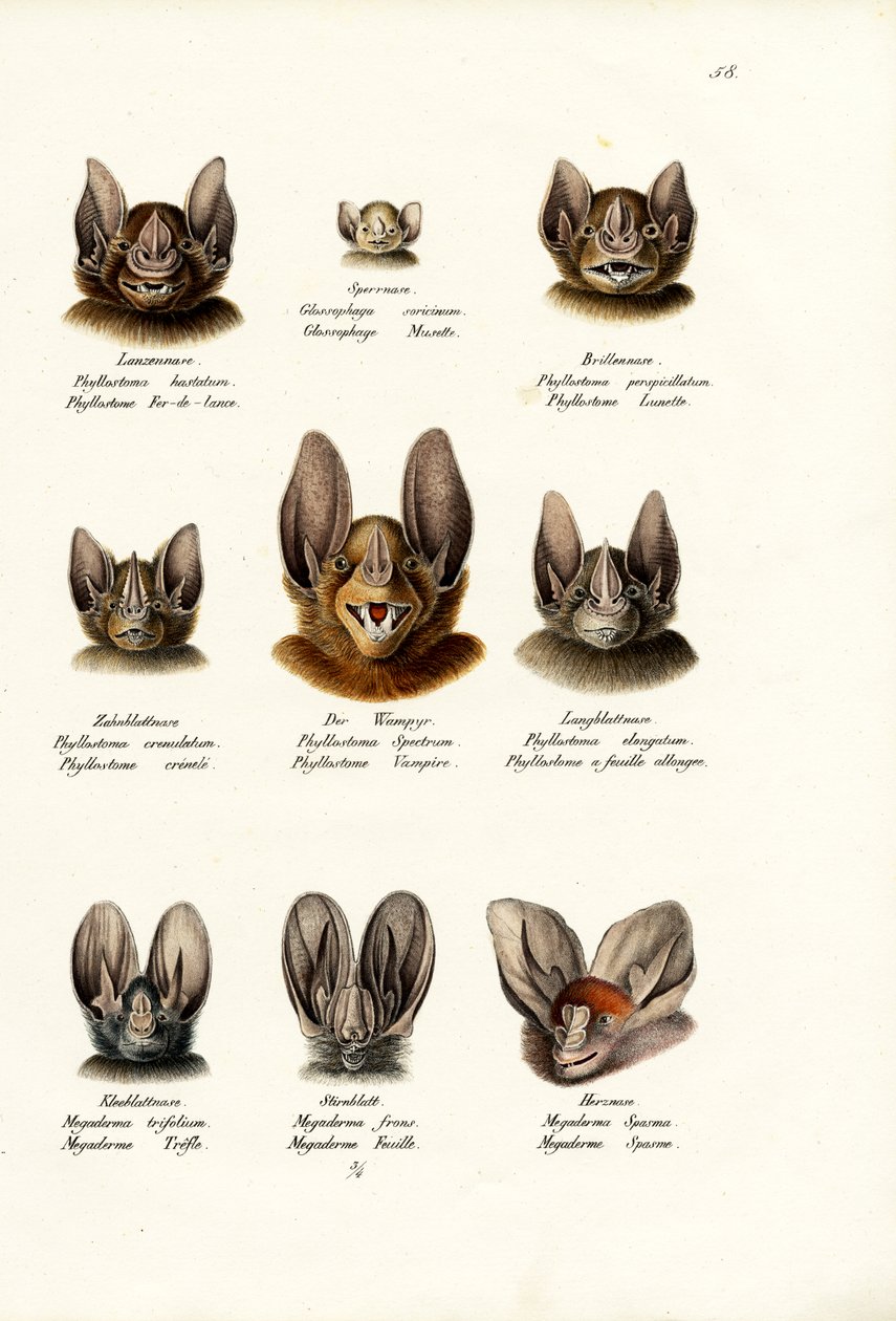 Différents types de chauves-souris, 1824 - Karl Joseph Brodtmann