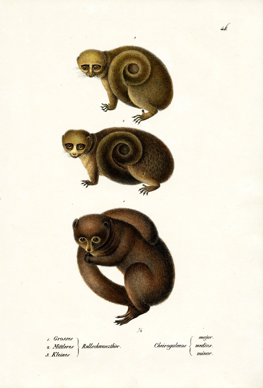 Lémurien nain, 1824 - Karl Joseph Brodtmann