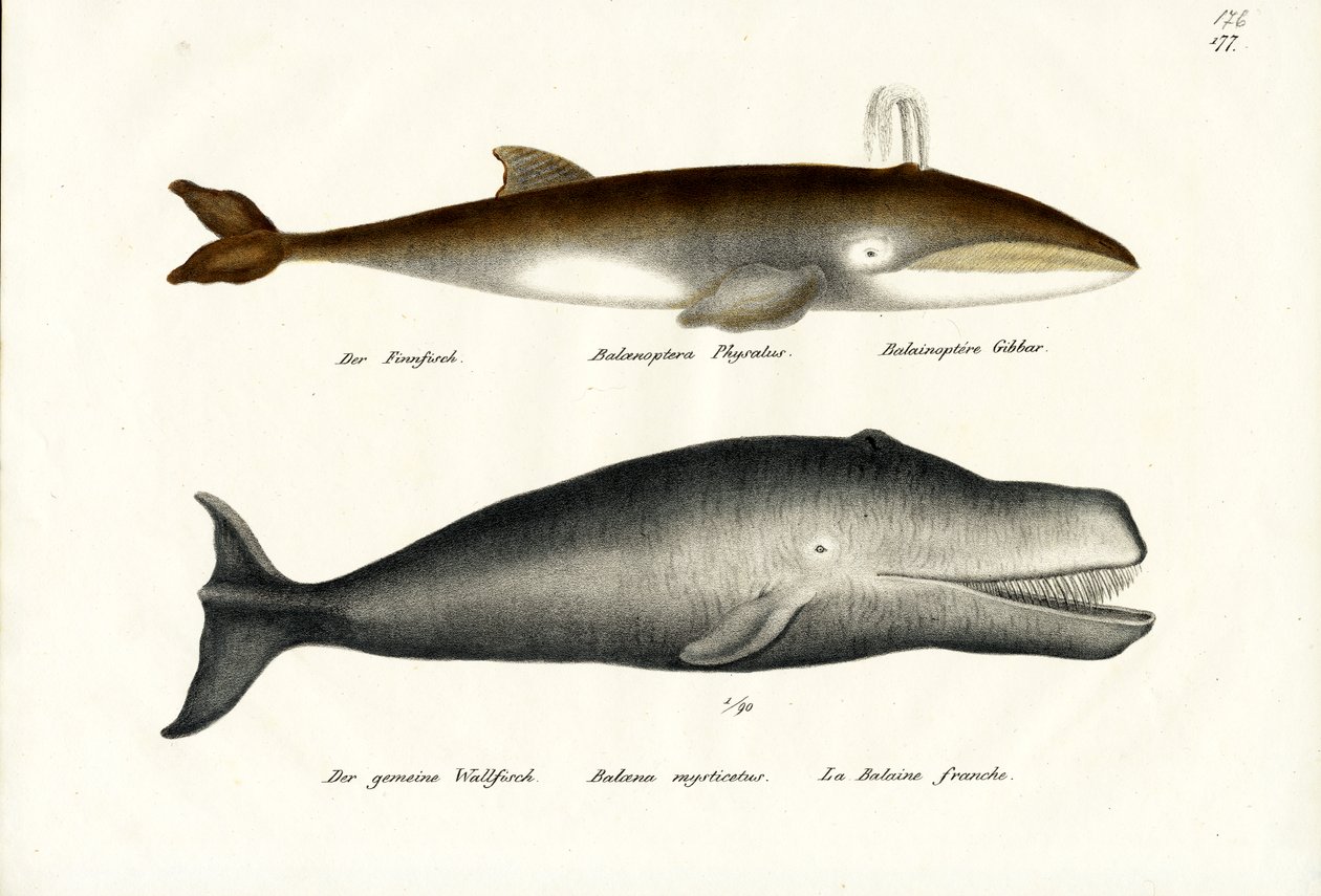 Baleine de l