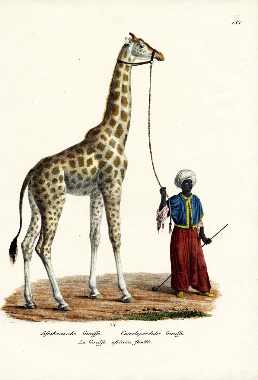 Girafe, 1824 - Karl Joseph Brodtmann