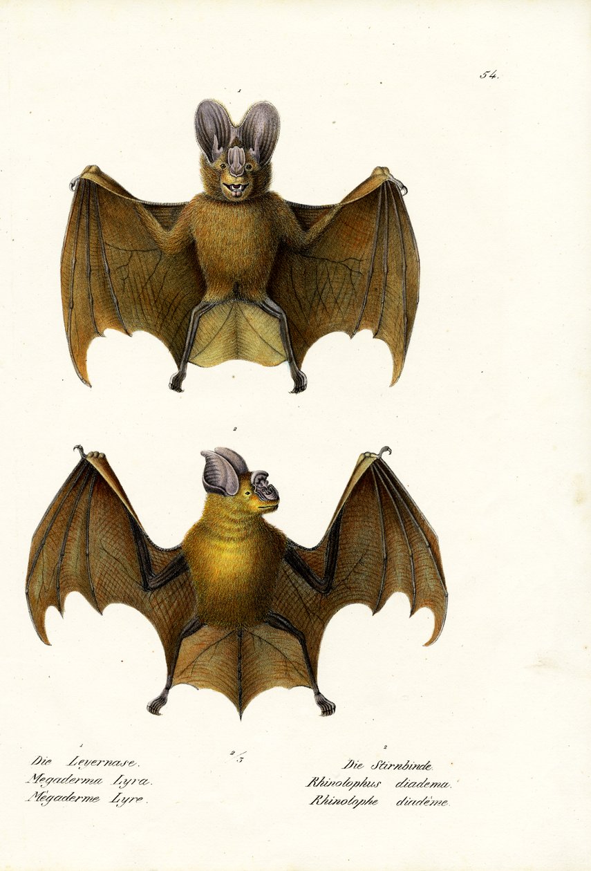 Grand faux vampire, 1824 - Karl Joseph Brodtmann