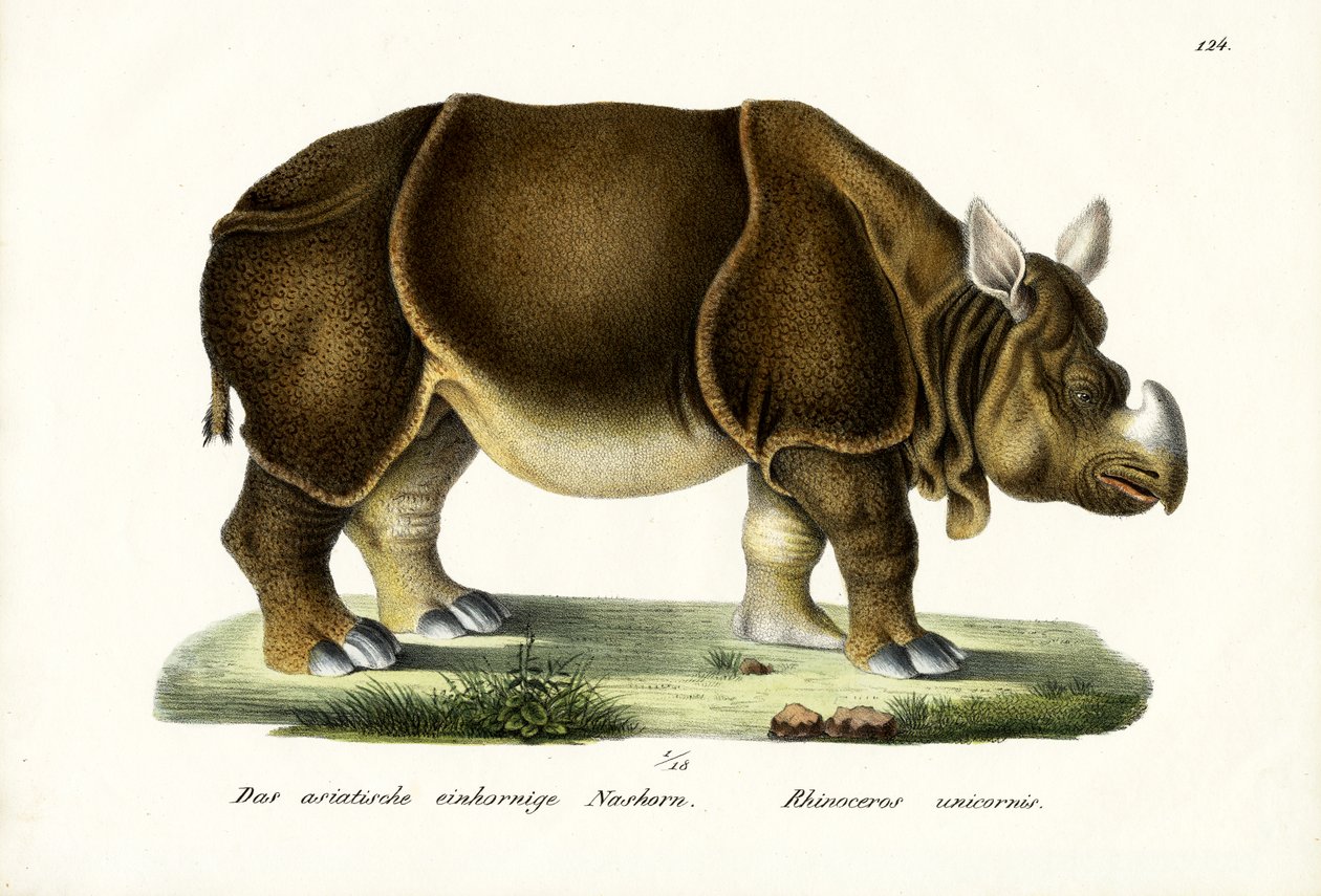 Grand Rhinocéros indien, 1824 - Karl Joseph Brodtmann