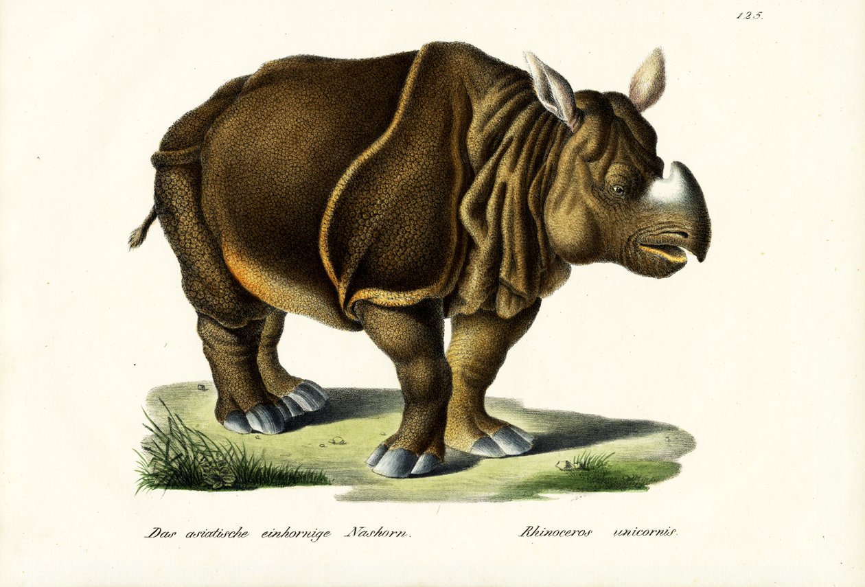 Grand rhinocéros indien, 1824 - Karl Joseph Brodtmann