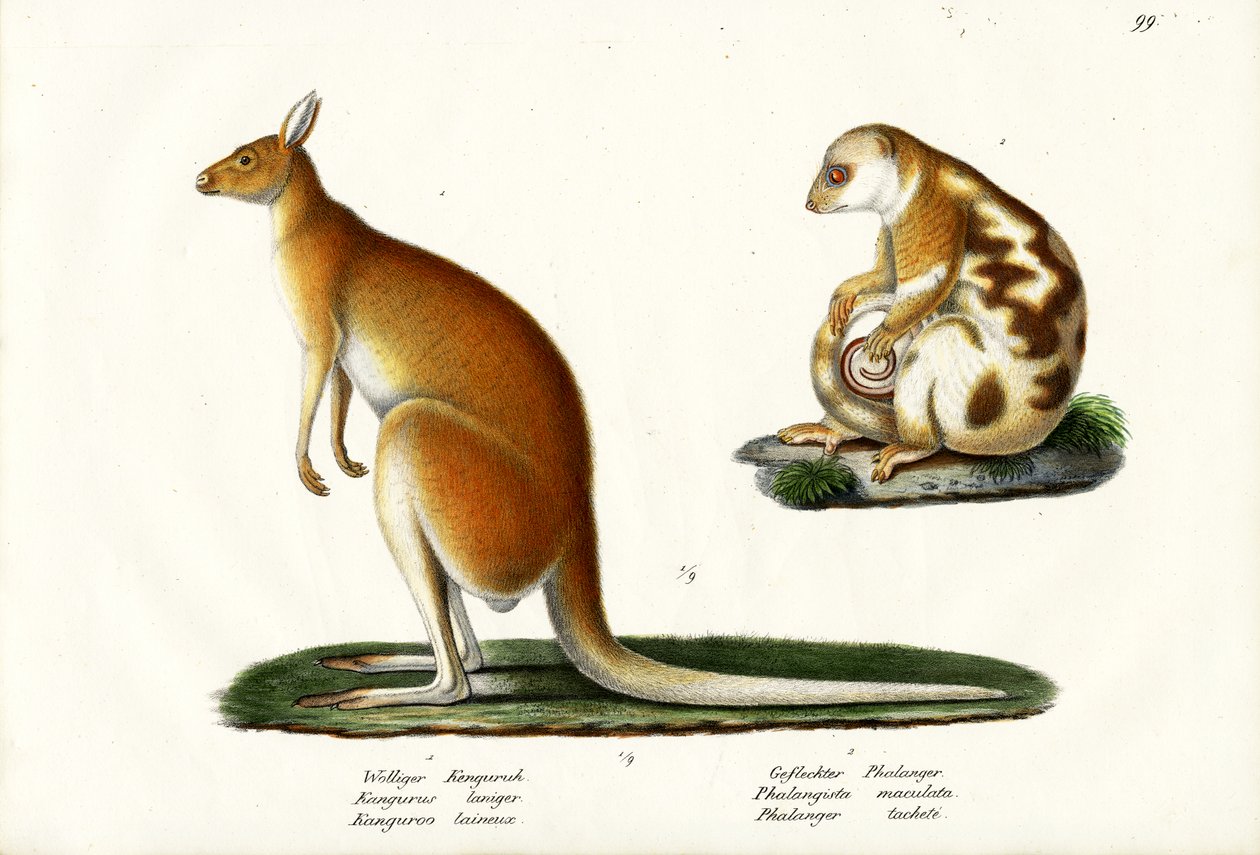 Kangourou, 1824 - Karl Joseph Brodtmann