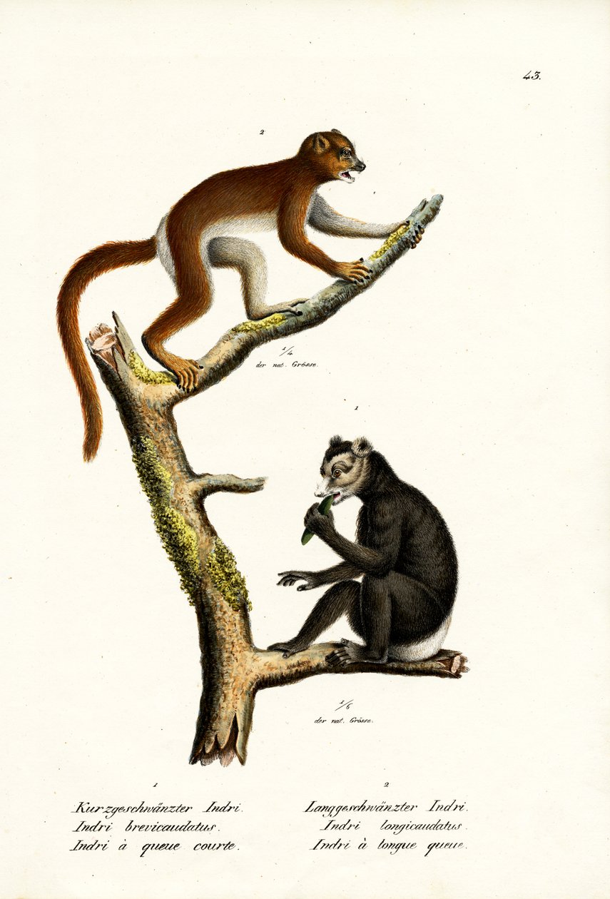 Grand lémurien à queue courte, 1824 - Karl Joseph Brodtmann