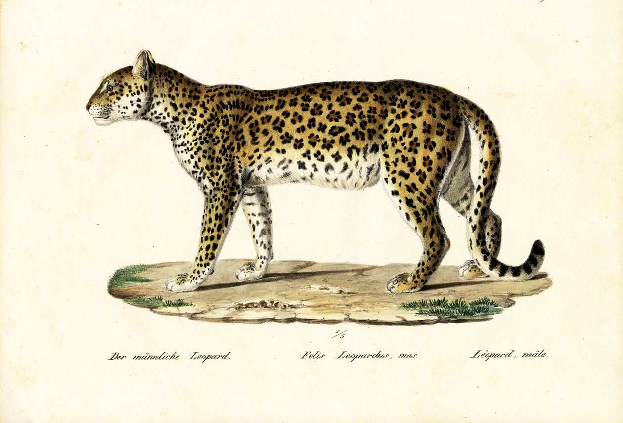 Léopard, 1824 - Karl Joseph Brodtmann
