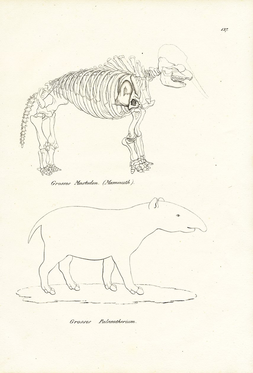 Mastodonte, 1824 - Karl Joseph Brodtmann