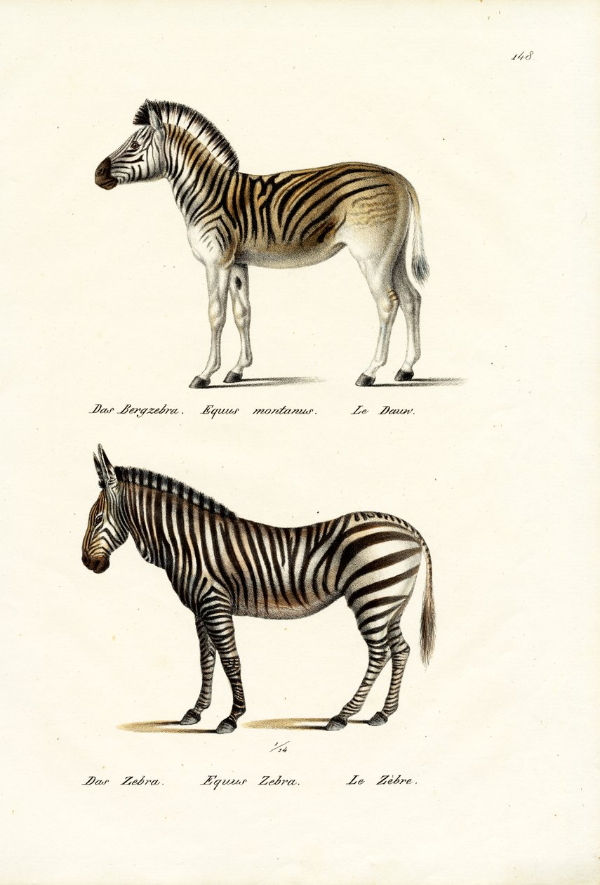 Zèbre de montagne, 1824 - Karl Joseph Brodtmann