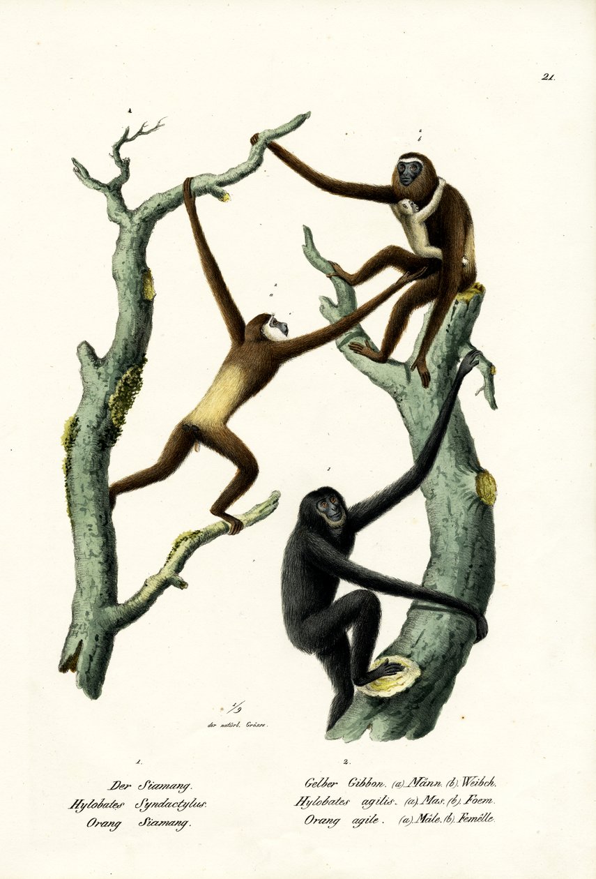 Siamang, 1824 - Karl Joseph Brodtmann