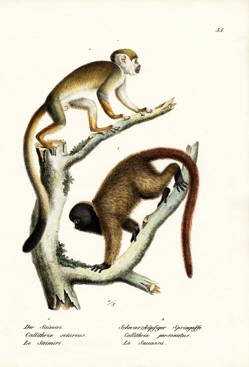 Singes écureuils, 1824 - Karl Joseph Brodtmann