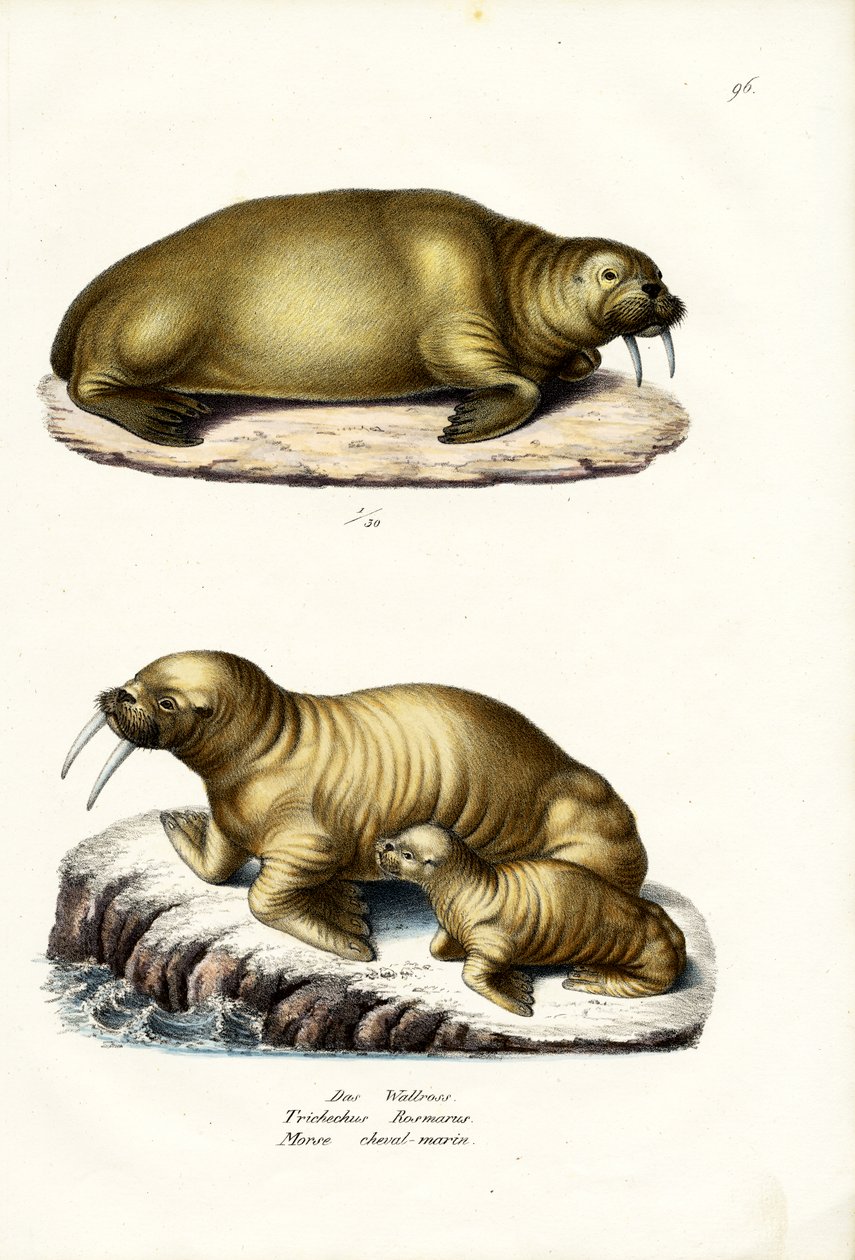 Morse, 1824 - Karl Joseph Brodtmann