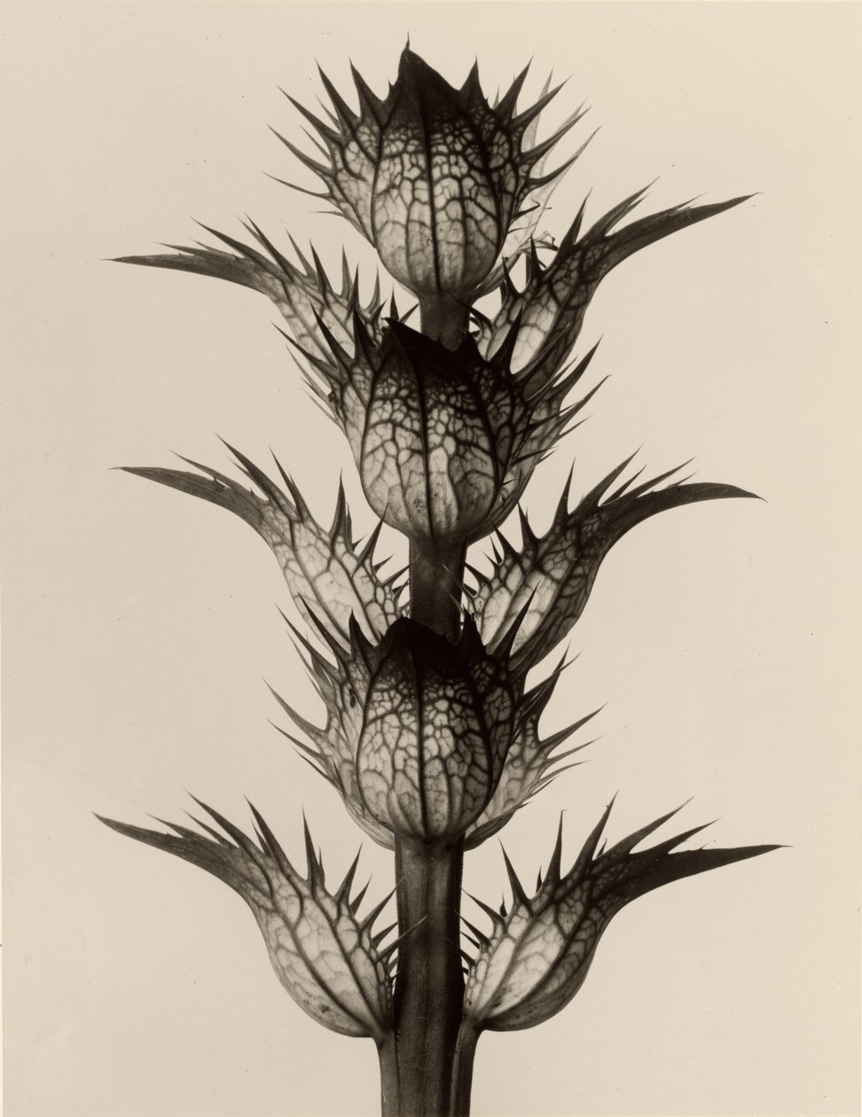 Acanthus mollis - Karl Blossfeldt