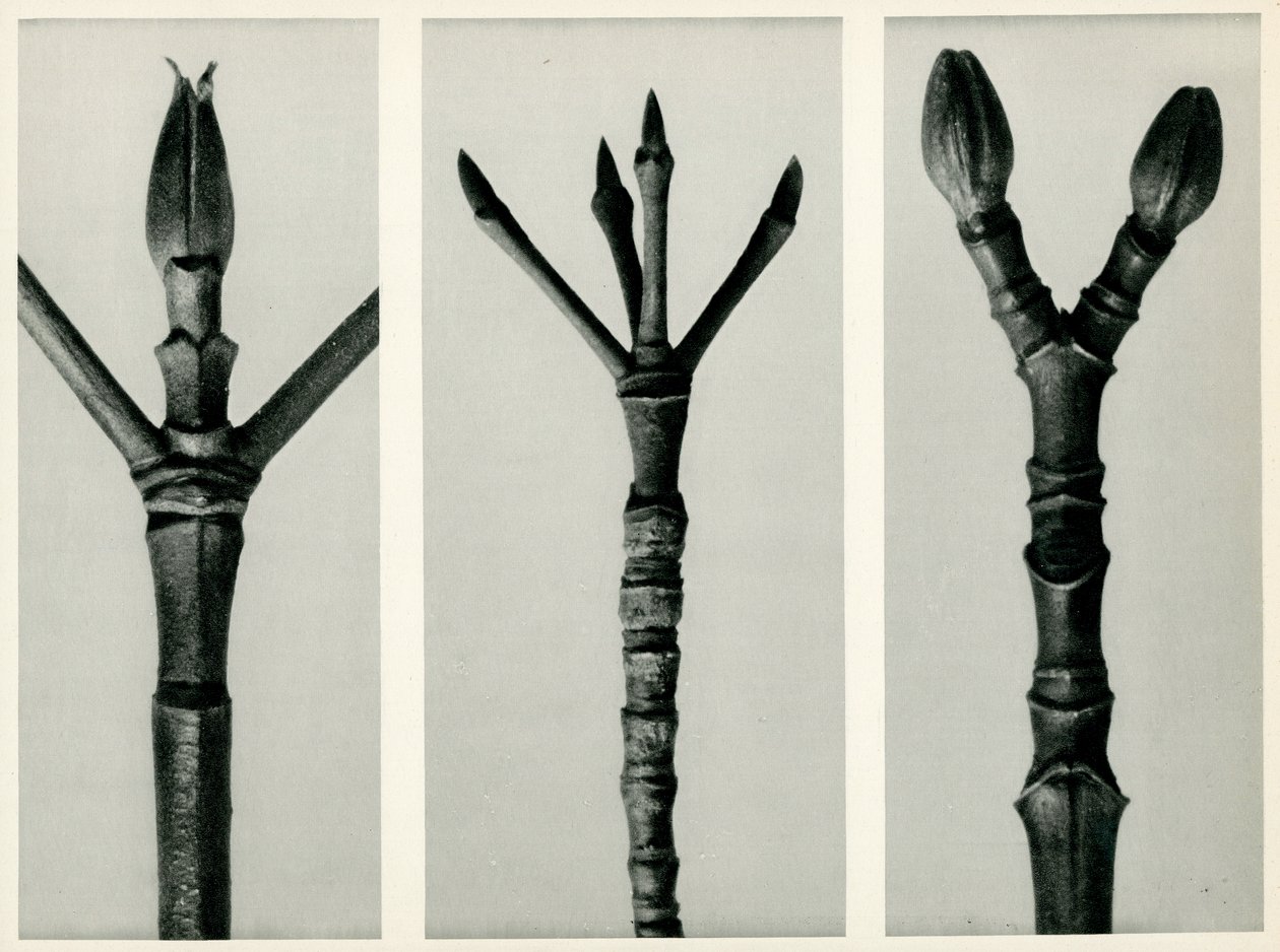 Cornus Nuttallii, 1929 - Karl Blossfeldt