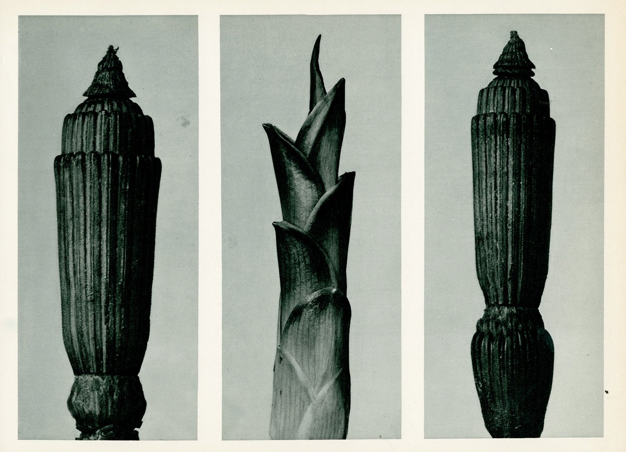 Prêle, 1929 - Karl Blossfeldt