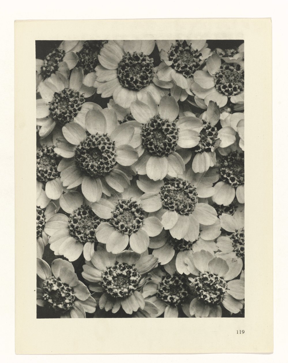 Étude de plante (Urformen der Kunst) - Karl Blossfeldt