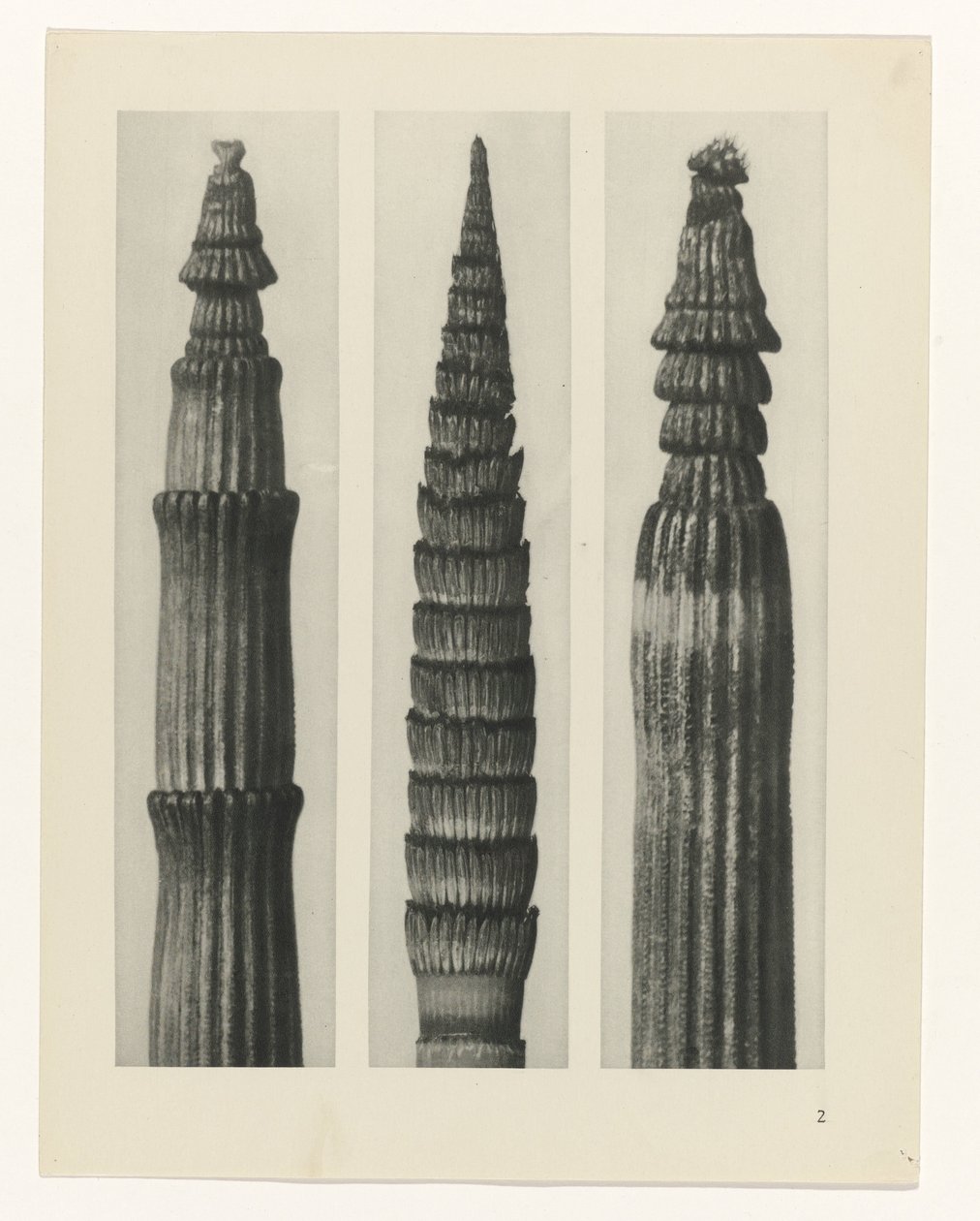 Étude de plante (Urformen der Kunst) - Karl Blossfeldt
