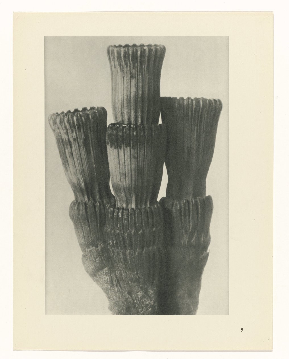 Étude de plante (Urformen der Kunst) - Karl Blossfeldt