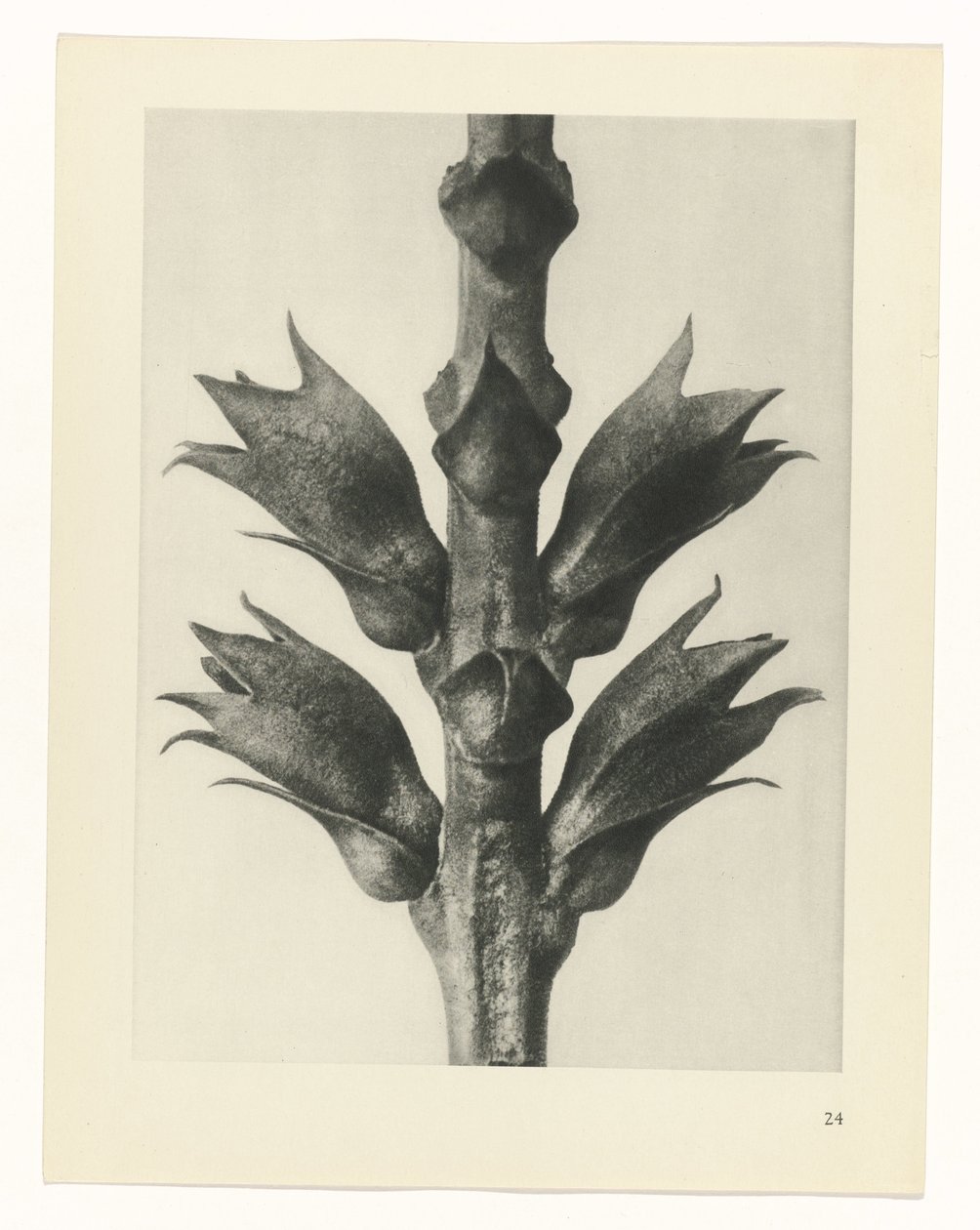 Étude de plante (série Urformen der Kunst) - Karl Blossfeldt
