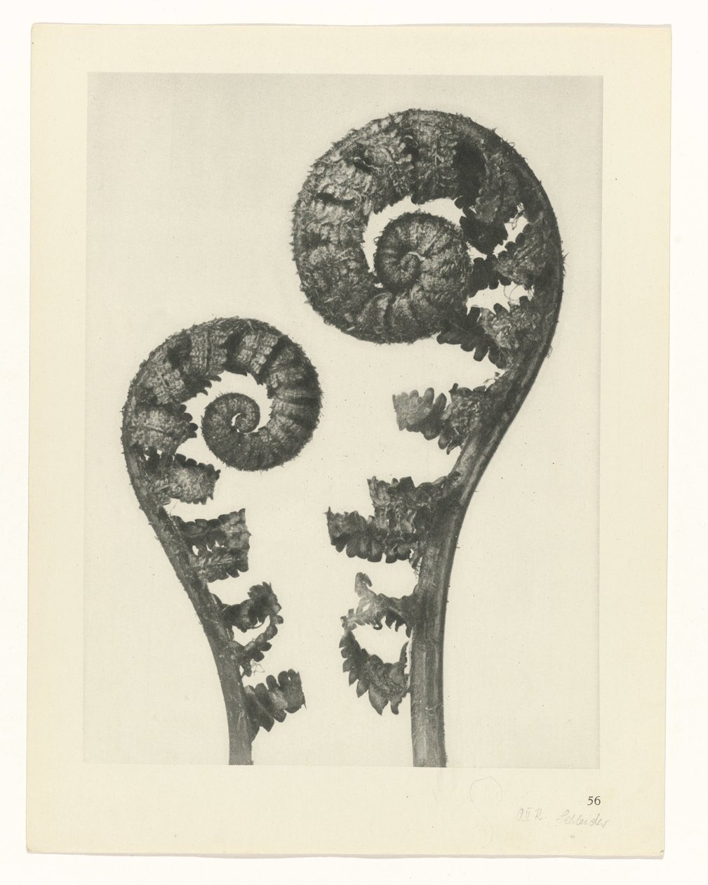 Étude de plante (série Urformen der Kunst) - Karl Blossfeldt