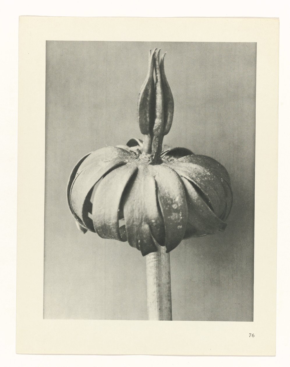 Étude de plante (série Urformen der Kunst) - Karl Blossfeldt