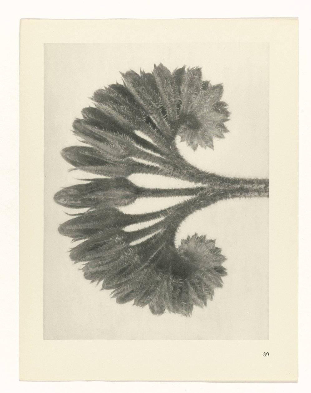 Étude de plante (série Urformen der Kunst) - Karl Blossfeldt