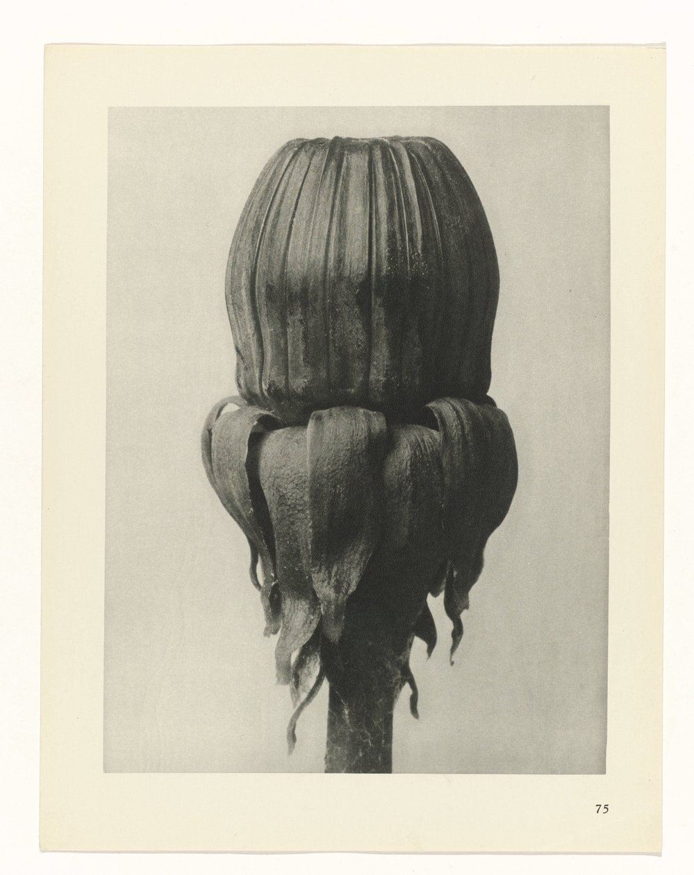Étude de plante (série Urformen der Kunst) - Karl Blossfeldt