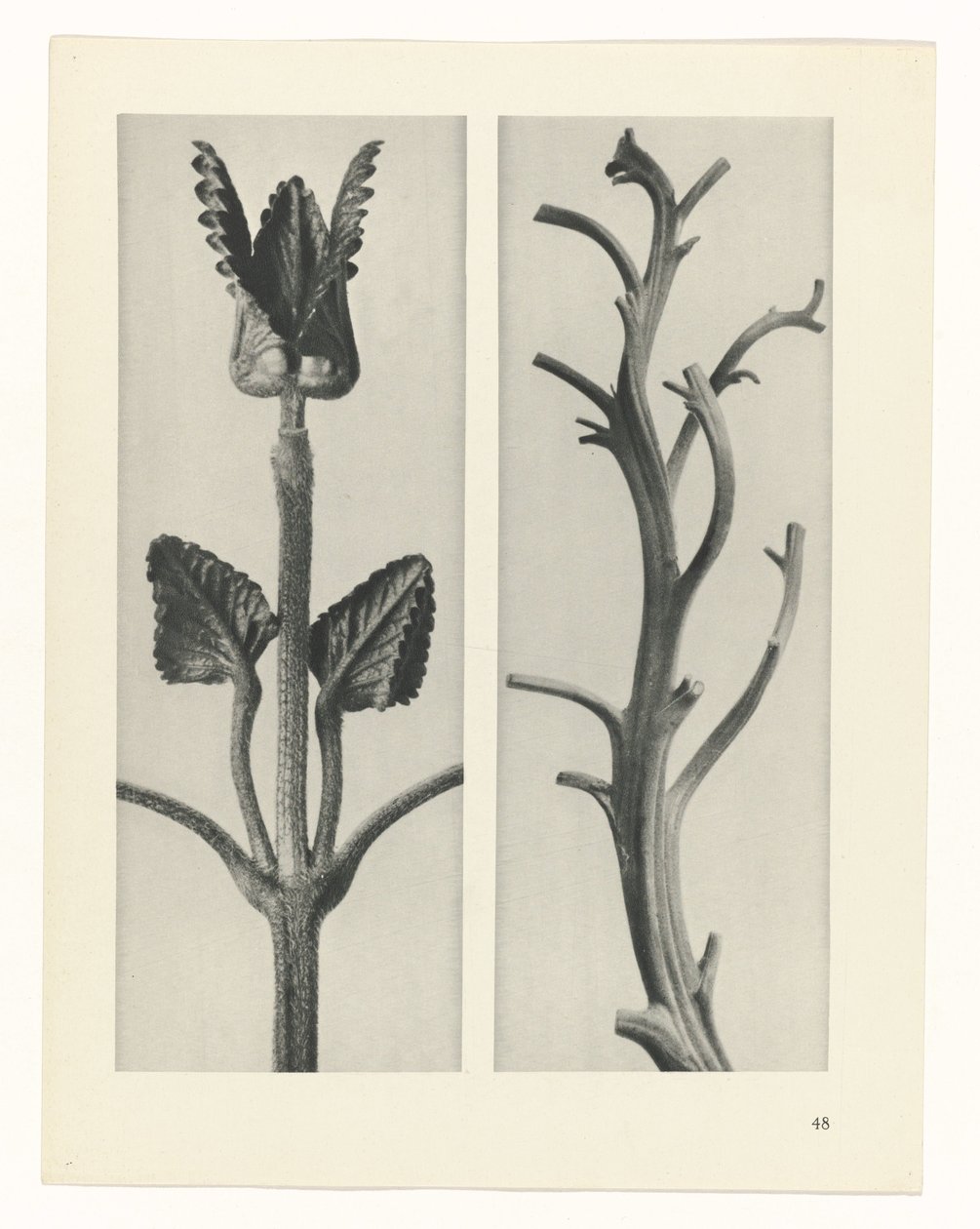 Étude de plante (série Urformen der Kunst) - Karl Blossfeldt