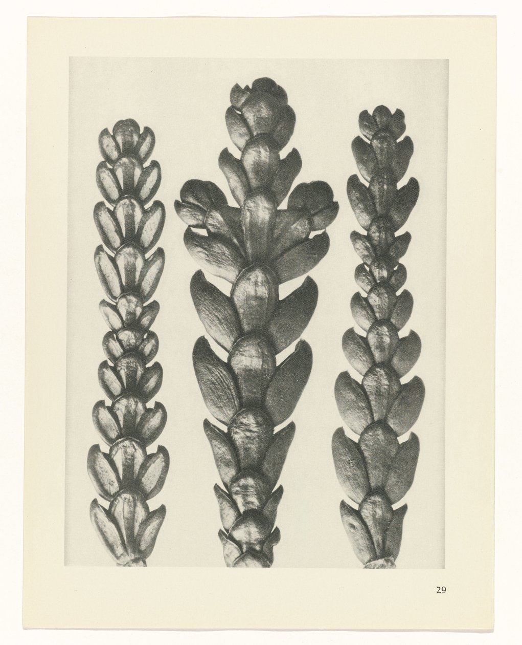 Étude de plante (série Urformen der Kunst) - Karl Blossfeldt