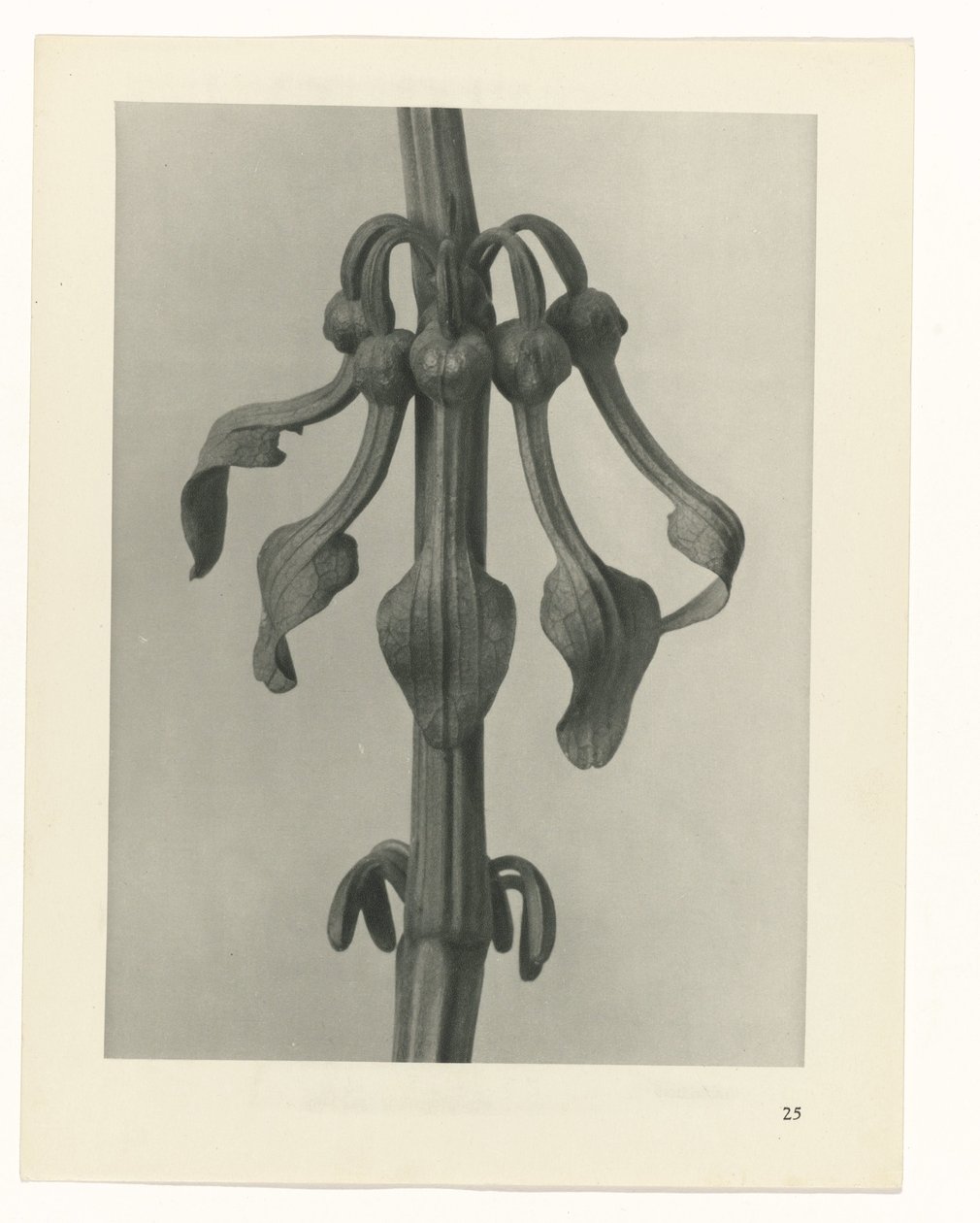 Étude de plante (série Urformen der Kunst) - Karl Blossfeldt