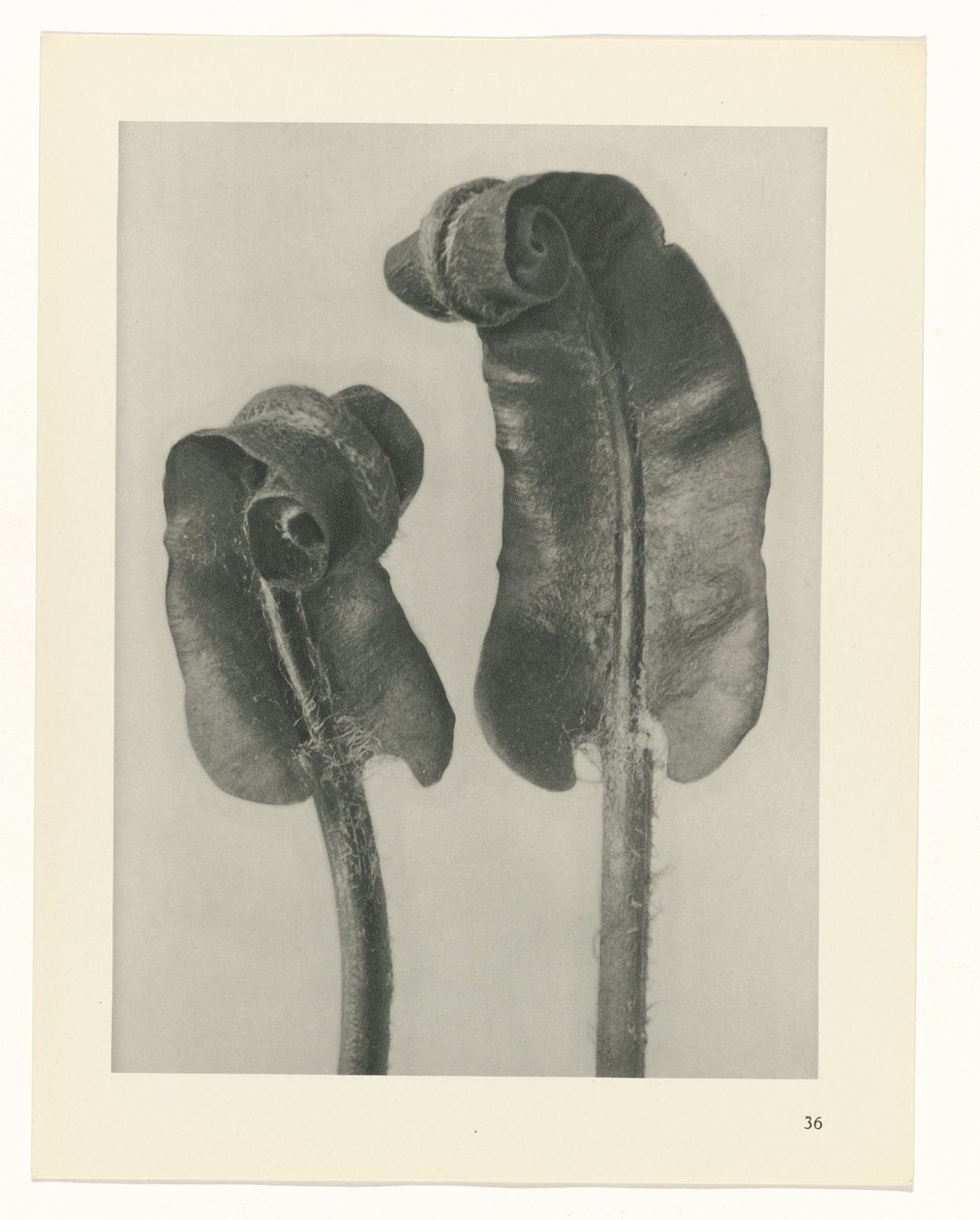 Étude de plante (série Urformen der Kunst) - Karl Blossfeldt